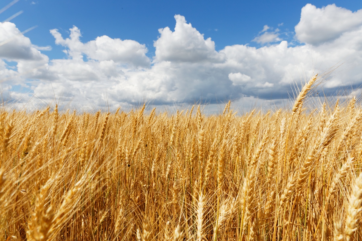 360 тысяч тонн зерна нового урожая намолотили в Нижегородской области
