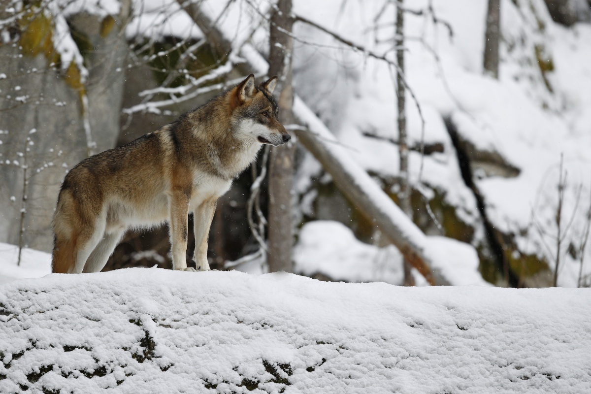 Выплату за добычу волка повысили до 35 тысяч рублей в Нижегородской области